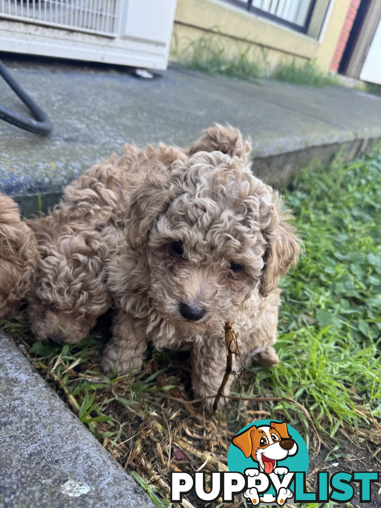 8 week old