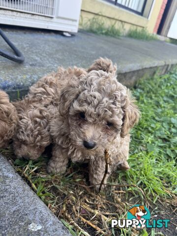 8 week old