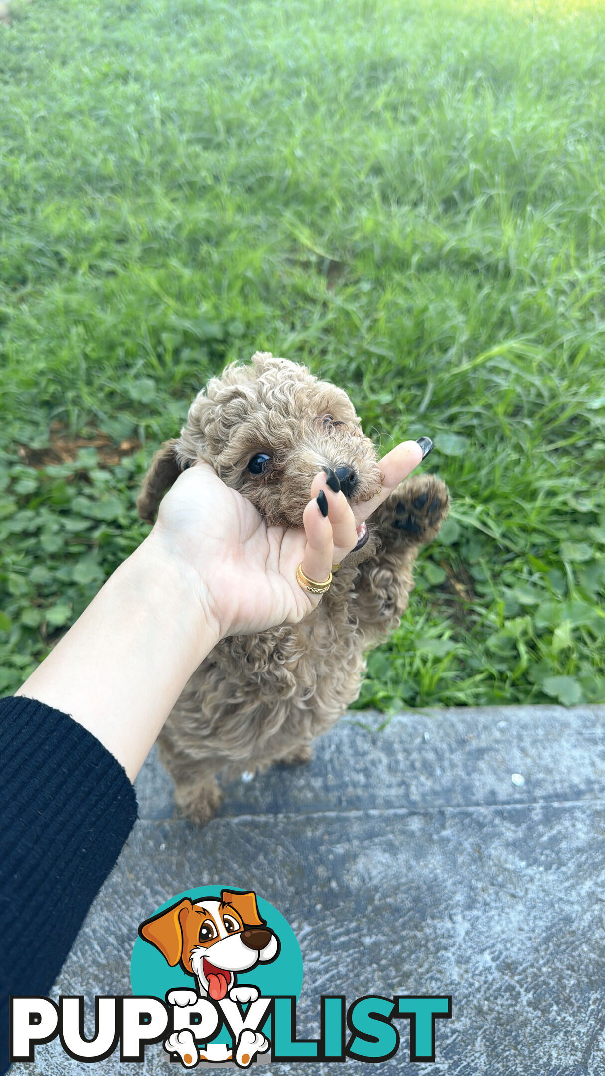 8 week old