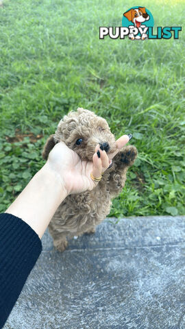 8 week old