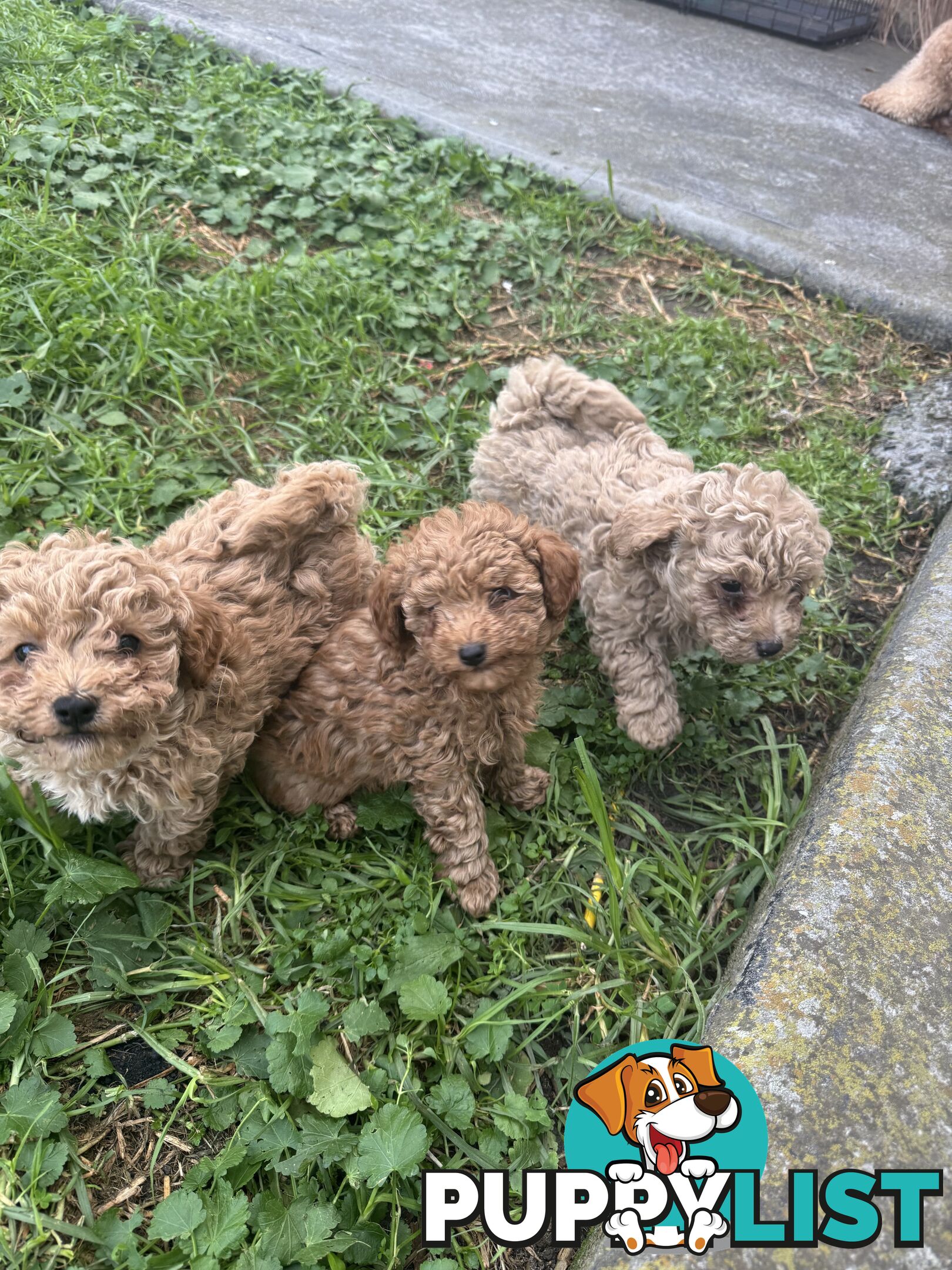 8 week old