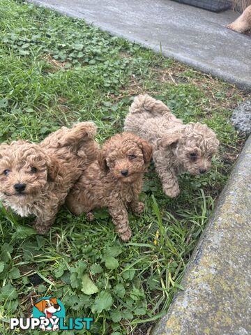8 week old