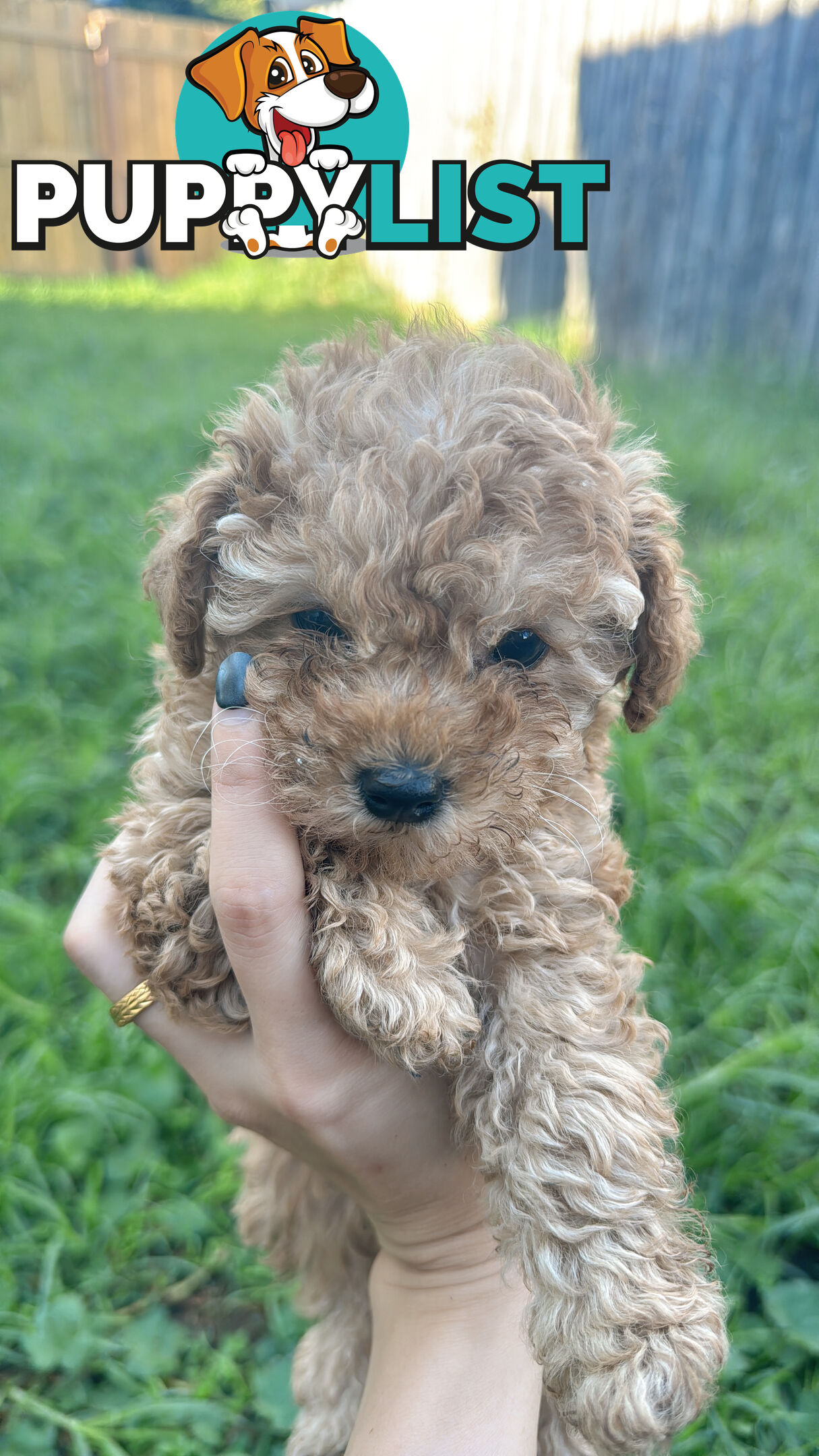 8 week old