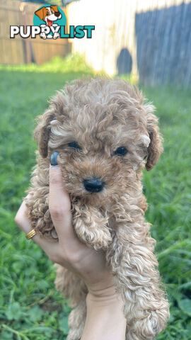8 week old