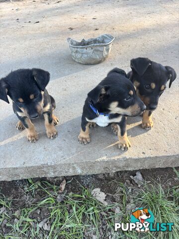Kelpie x Border Collie Puppies