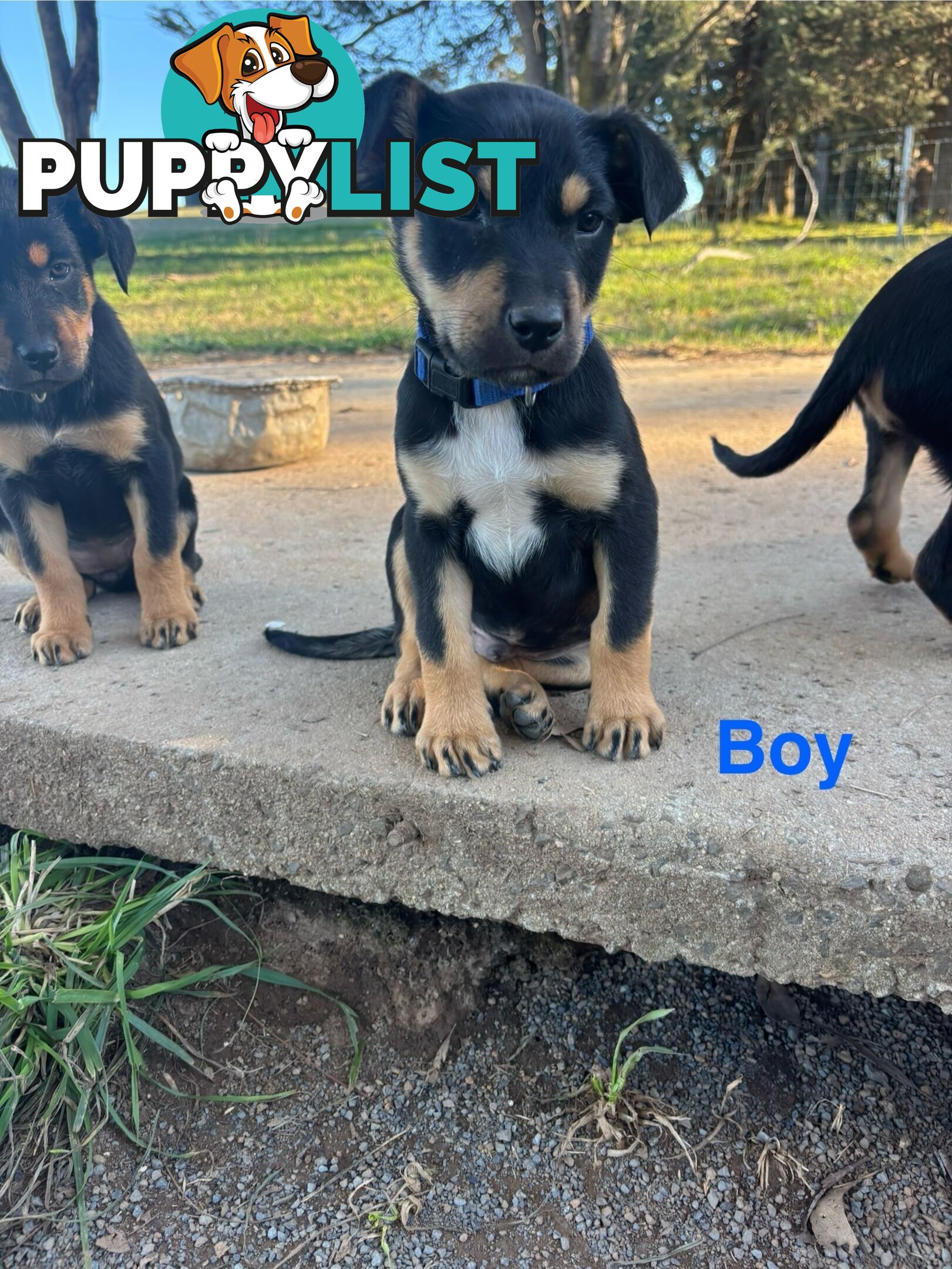Kelpie x Border Collie Puppies