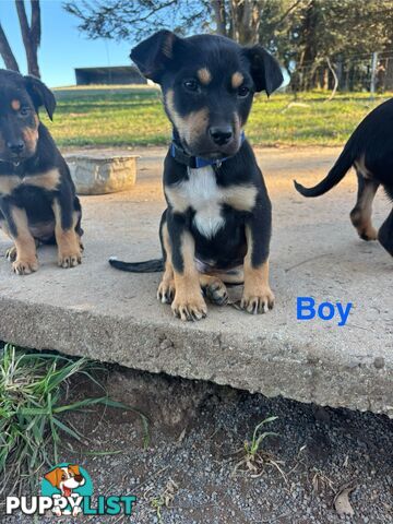 Kelpie x Border Collie Puppies