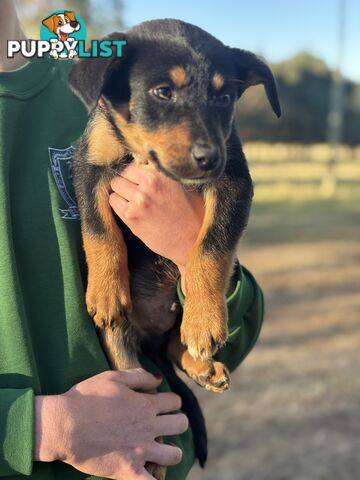 Kelpie x Border Collie Puppies