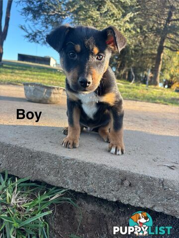 Kelpie x Border Collie Puppies