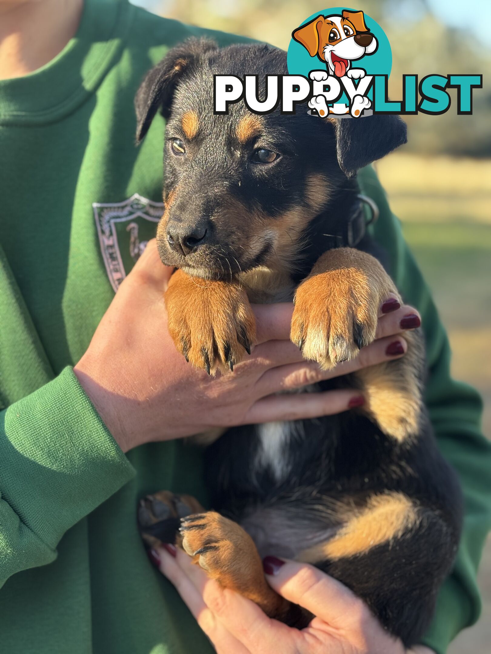 Kelpie x Border Collie Puppies