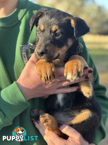 Kelpie x Border Collie Puppies