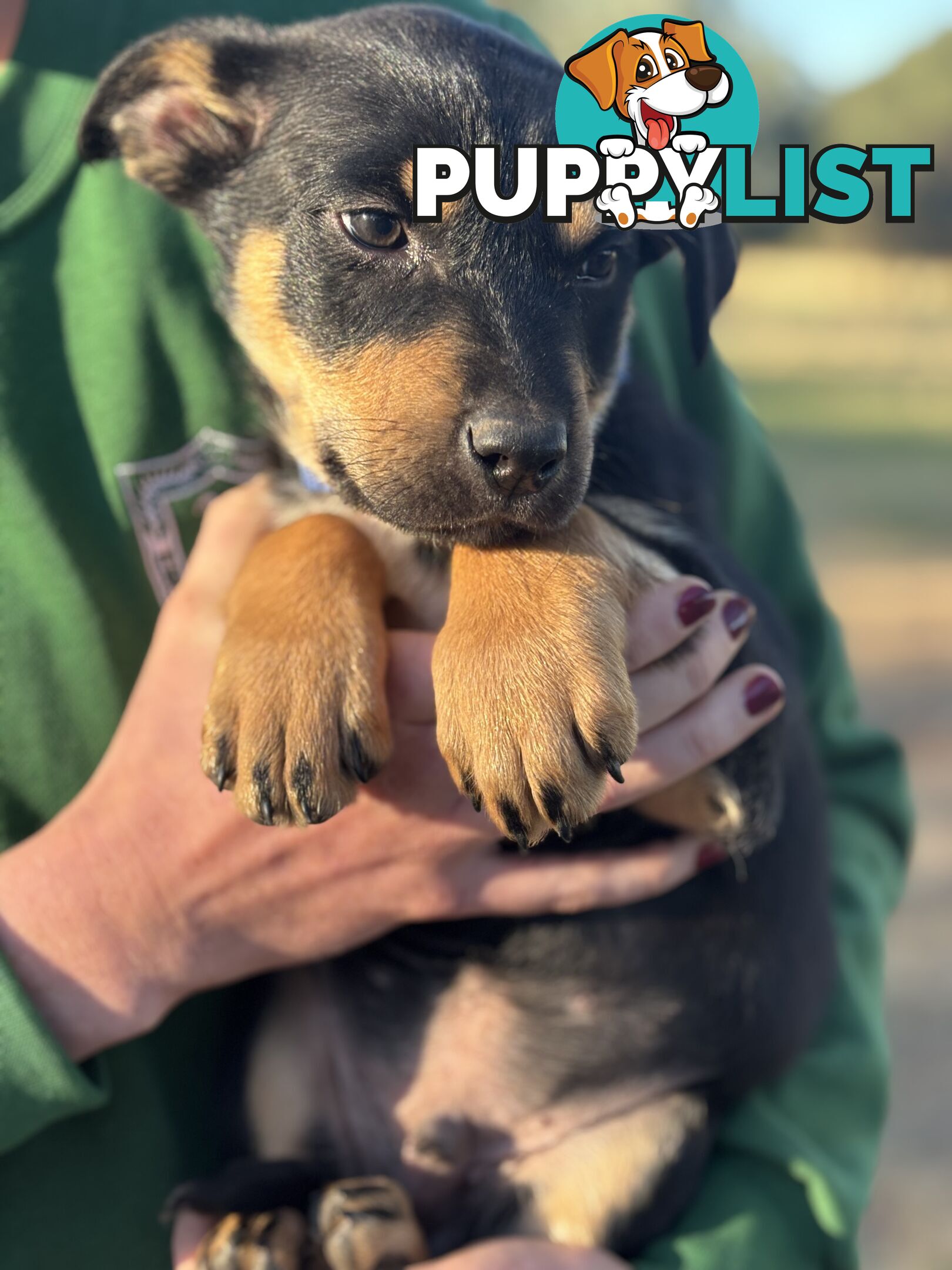 Kelpie x Border Collie Puppies