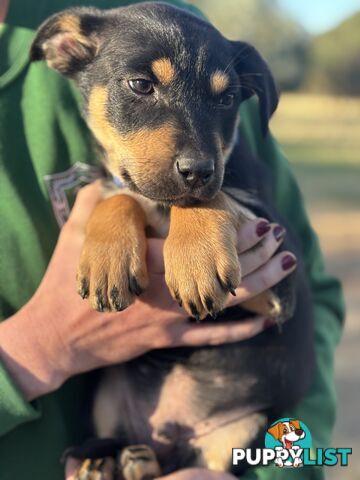 Kelpie x Border Collie Puppies