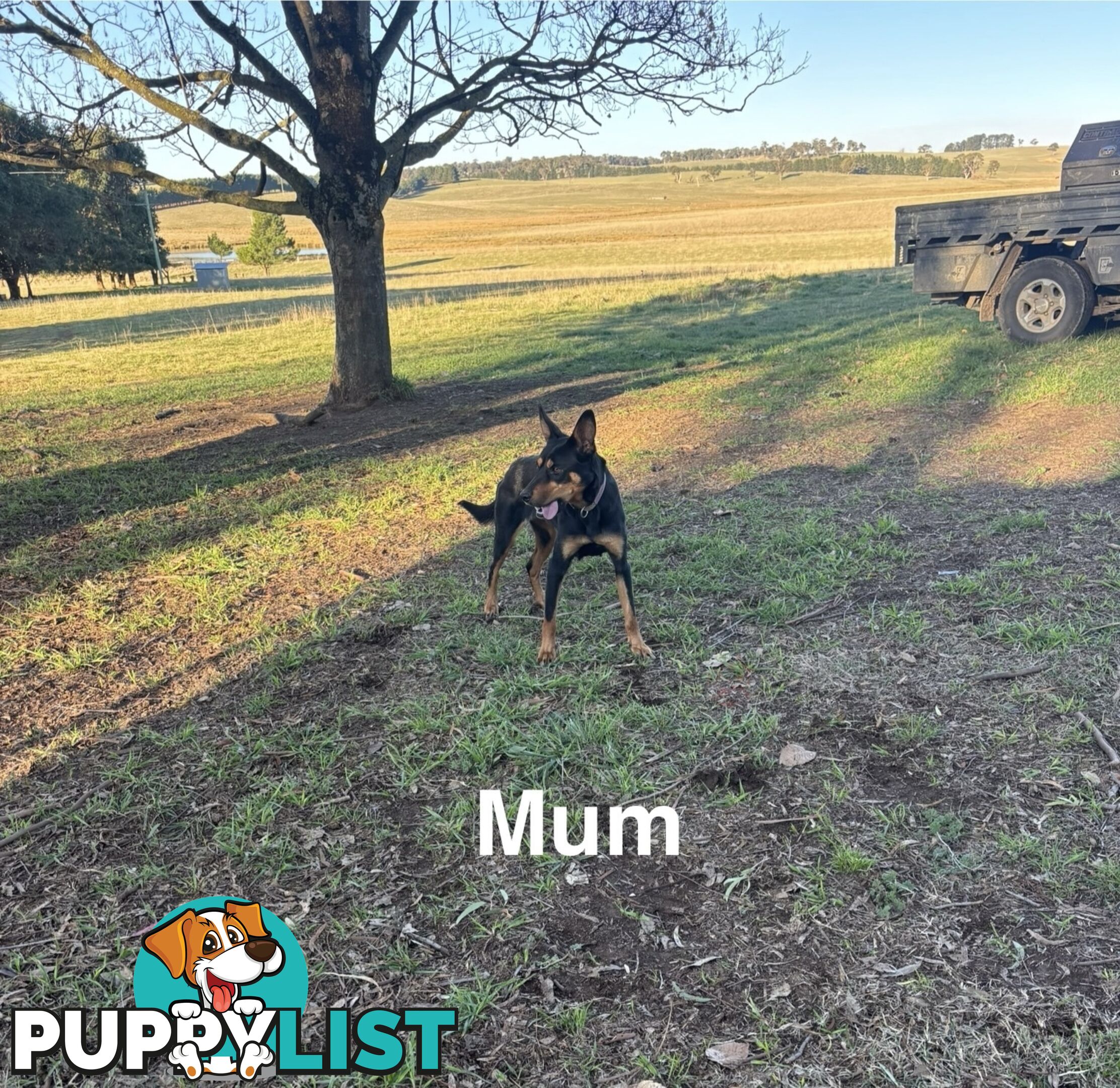 Kelpie x Border Collie Puppies