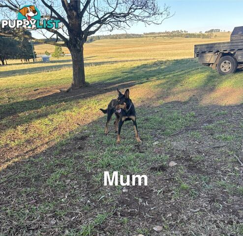 Kelpie x Border Collie Puppies