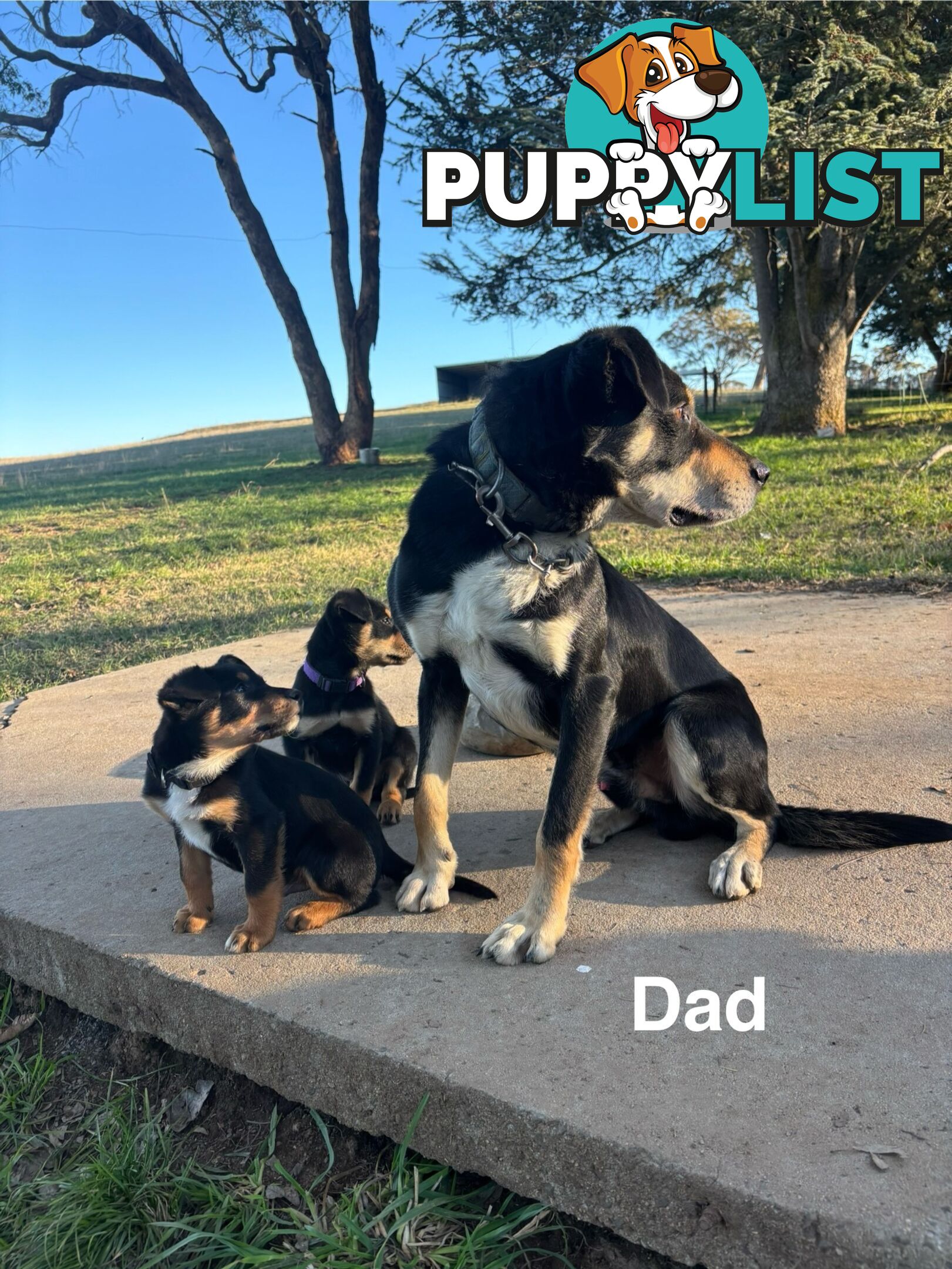 Kelpie x Border Collie Puppies