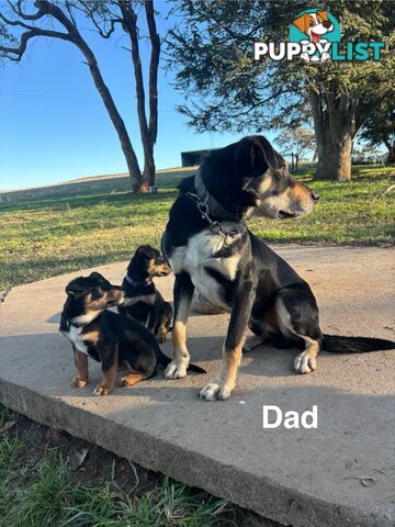 Kelpie x Border Collie Puppies
