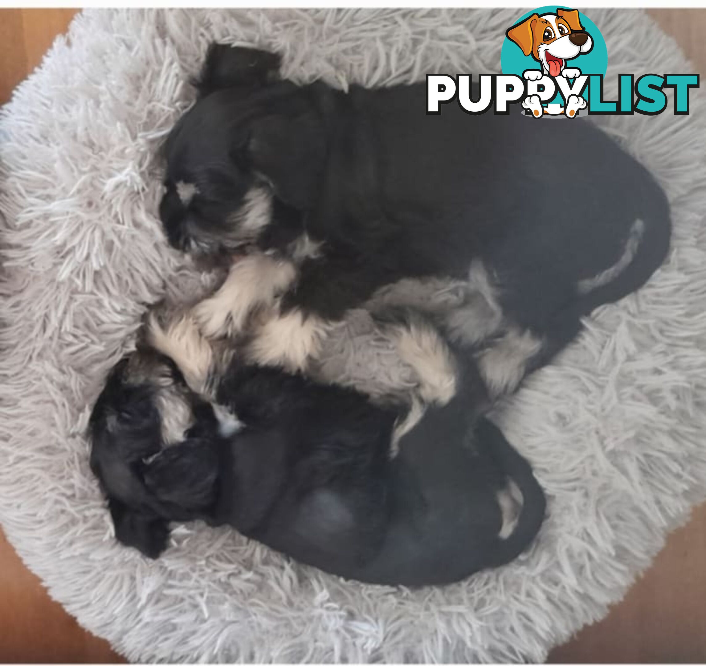 Pure bred miniature schnauzer puppies (Black x Silver Boy x3 Girl x1)(Salt and pepper Girl x1)