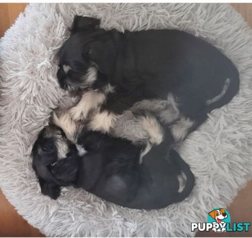 Pure bred miniature schnauzer puppies (Black x Silver Boy x3 Girl x1)(Salt and pepper Girl x1)