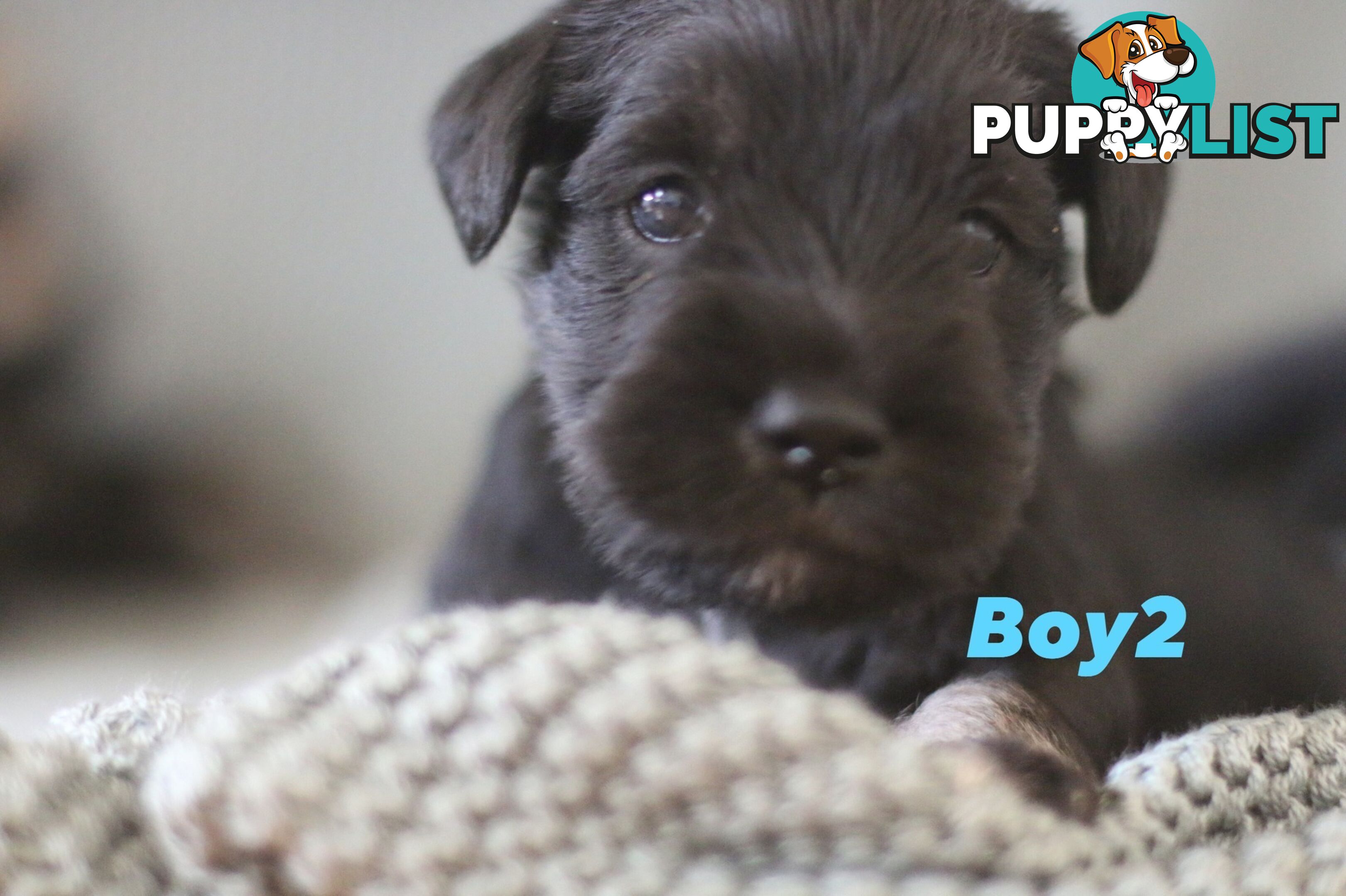 Super cute pure bred miniature schnauzer puppies for sale!