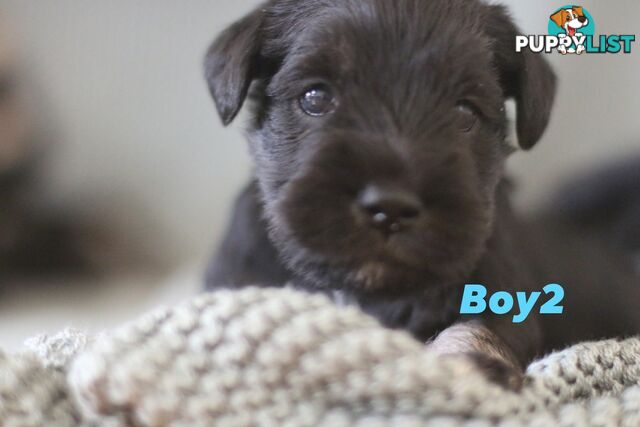 Super cute pure bred miniature schnauzer puppies for sale!