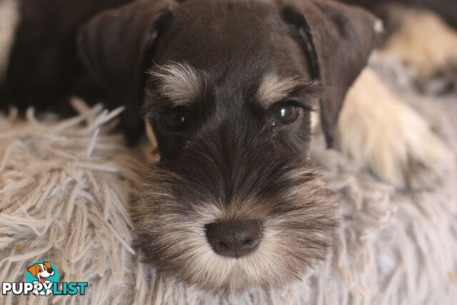 Pure bred miniature schnauzer puppies (Black x Silver Boy x2)