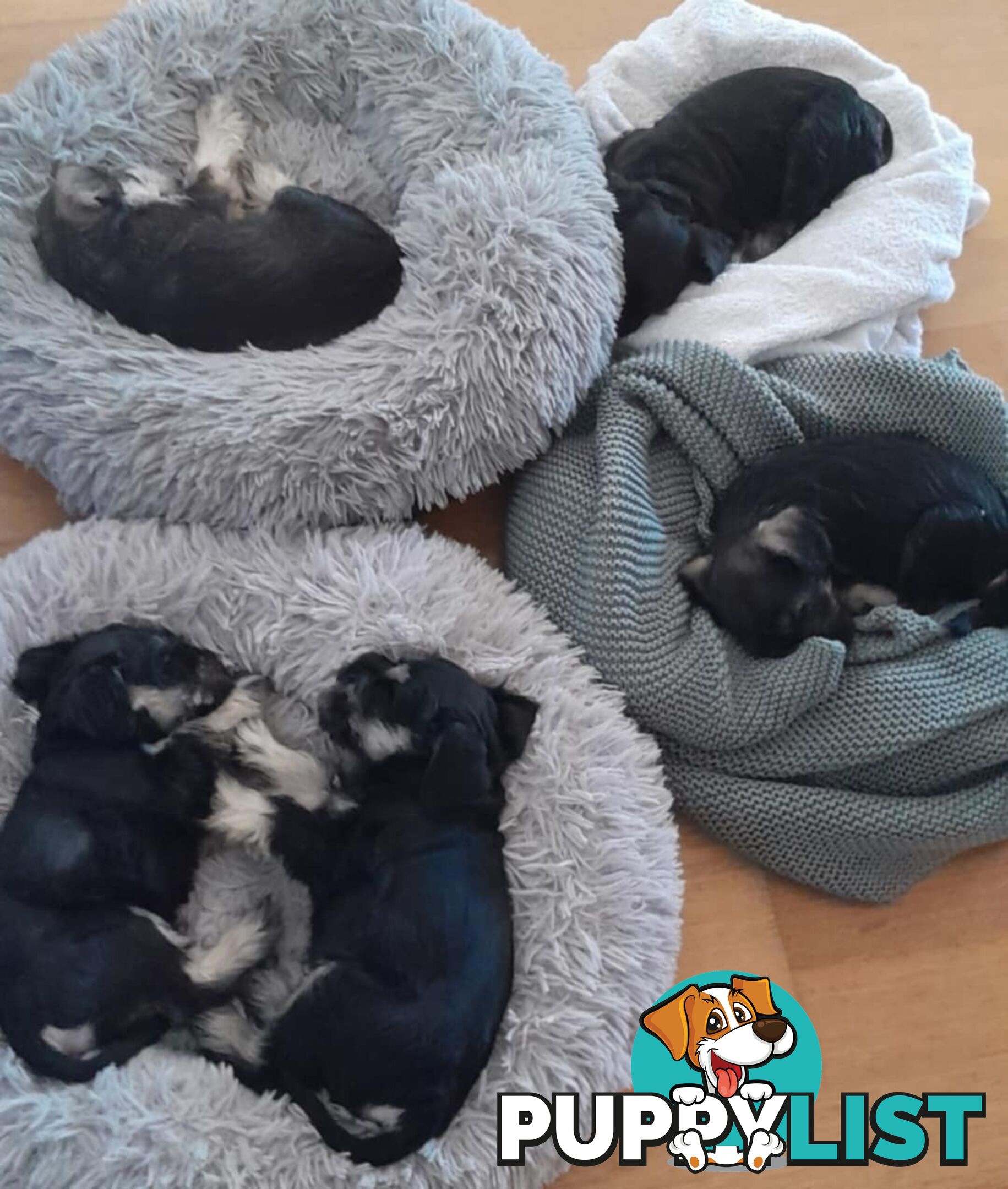 Pure bred miniature schnauzer puppies (Black x Silver Boy x3 Girl x1)(Salt and pepper Girl x1)