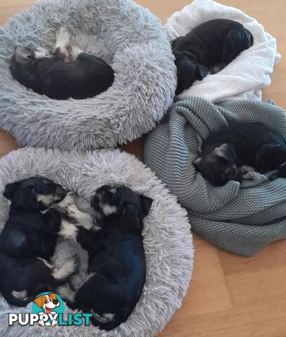 Pure bred miniature schnauzer puppies (Black x Silver Boy x3 Girl x1)(Salt and pepper Girl x1)