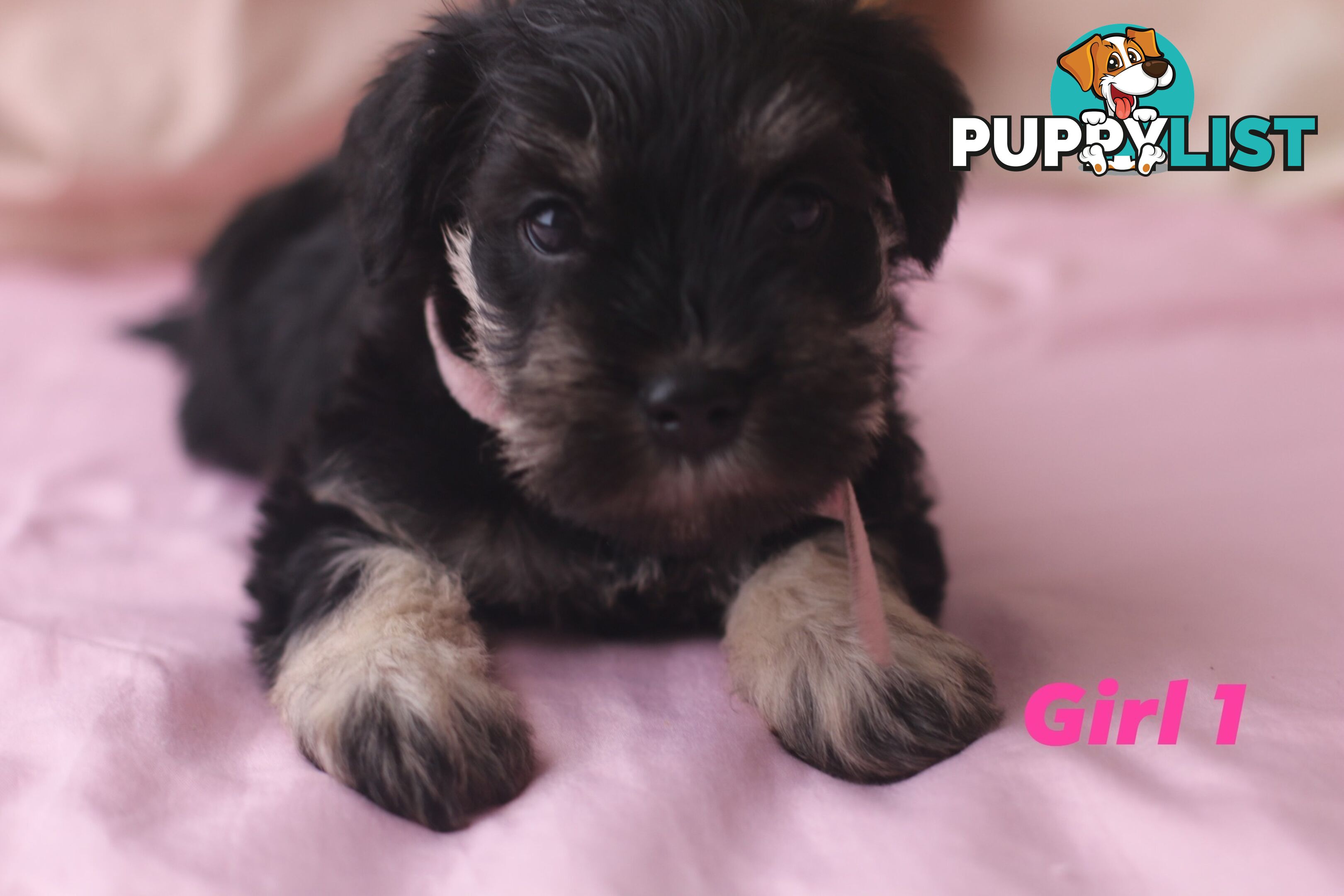 Super cute pure bred miniature schnauzer puppies for sale!