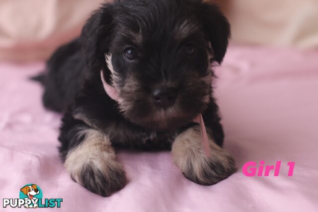 Super cute pure bred miniature schnauzer puppies for sale!