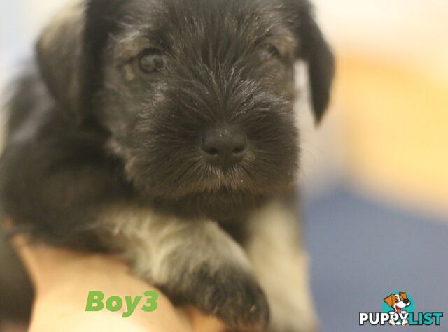 Super cute pure bred miniature schnauzer puppies for sale!