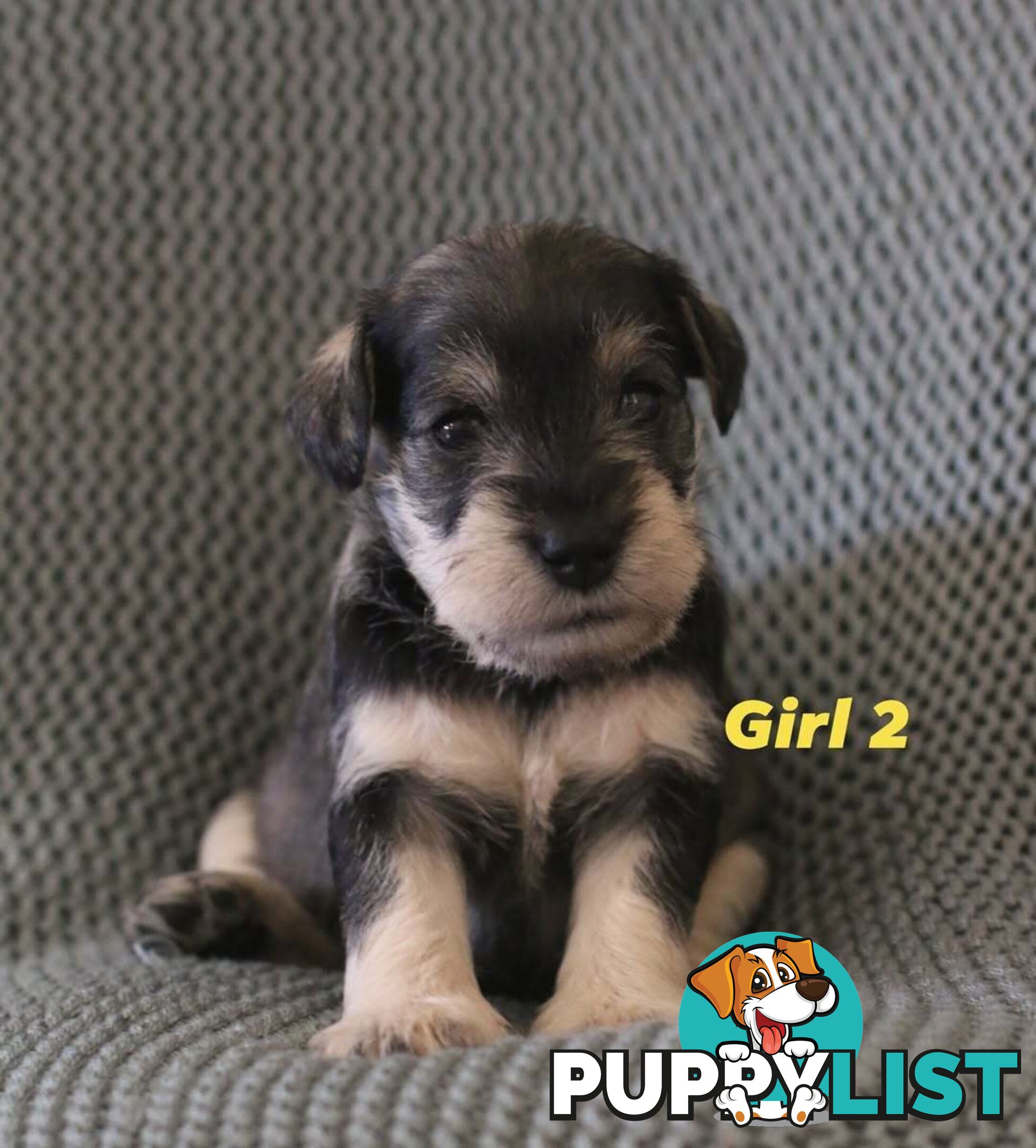 Super cute pure bred miniature schnauzer puppies for sale!