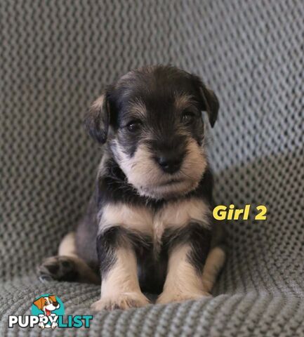 Super cute pure bred miniature schnauzer puppies for sale!