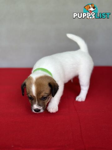 Jack Russell x Foxie