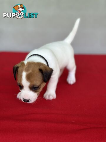 Jack Russell x Foxie