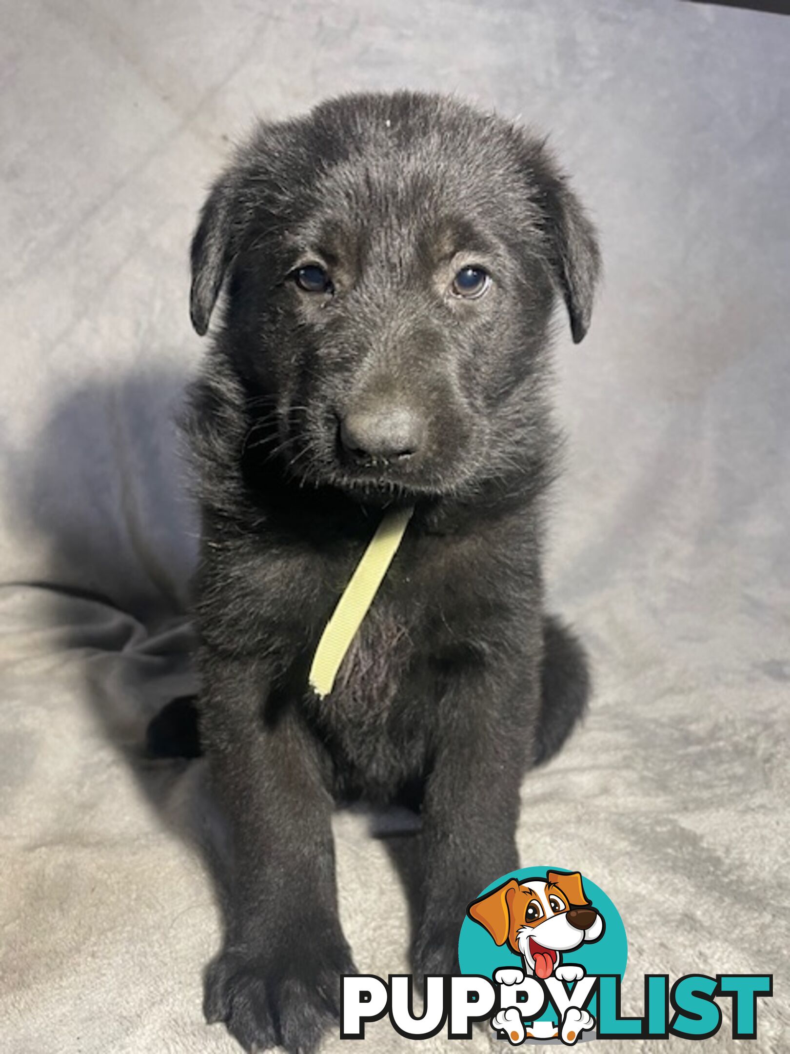 German Shepherd Puppies