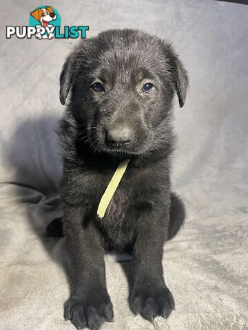 German Shepherd Puppies