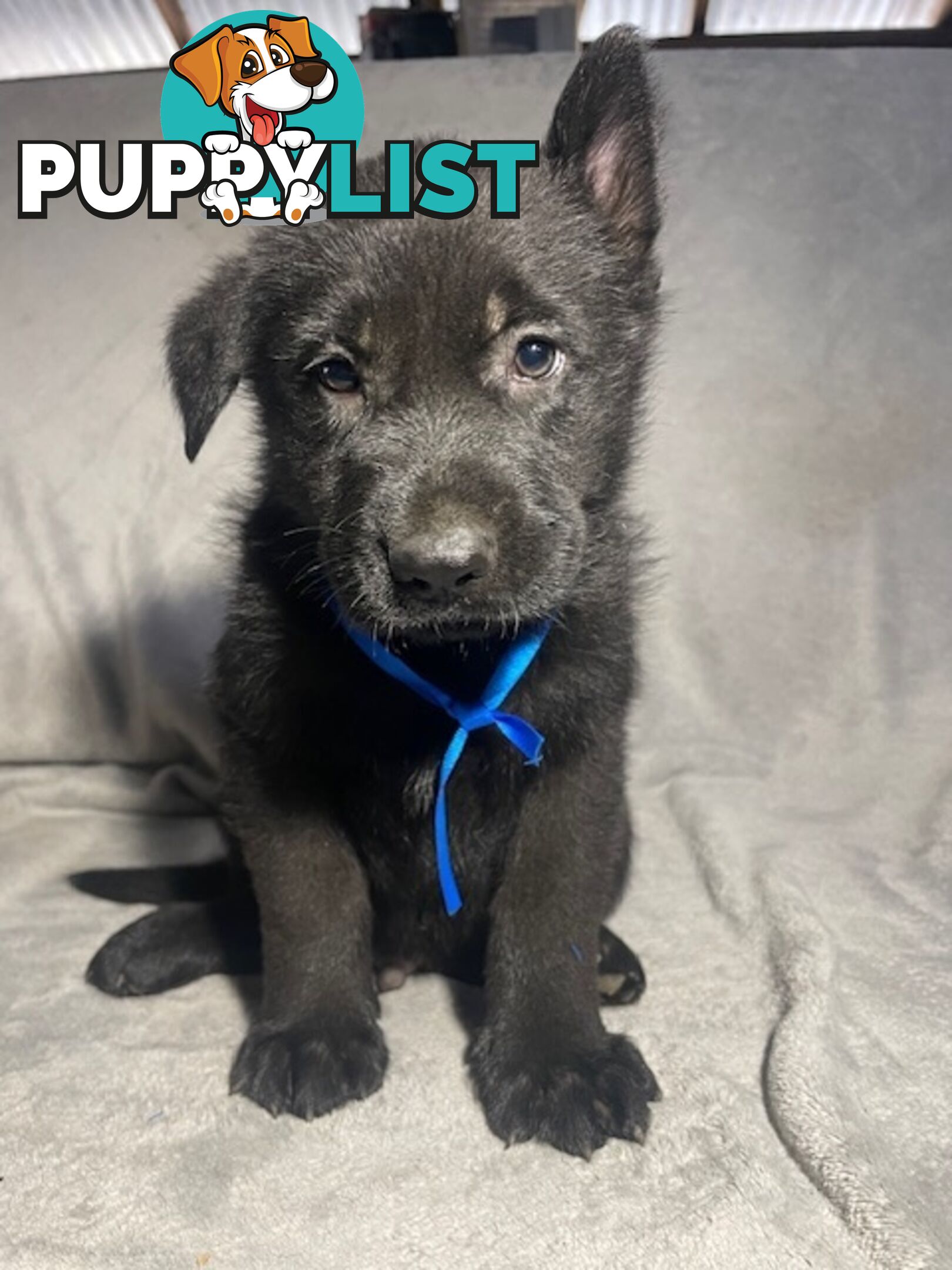 German Shepherd Puppies