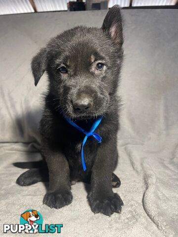 German Shepherd Puppies