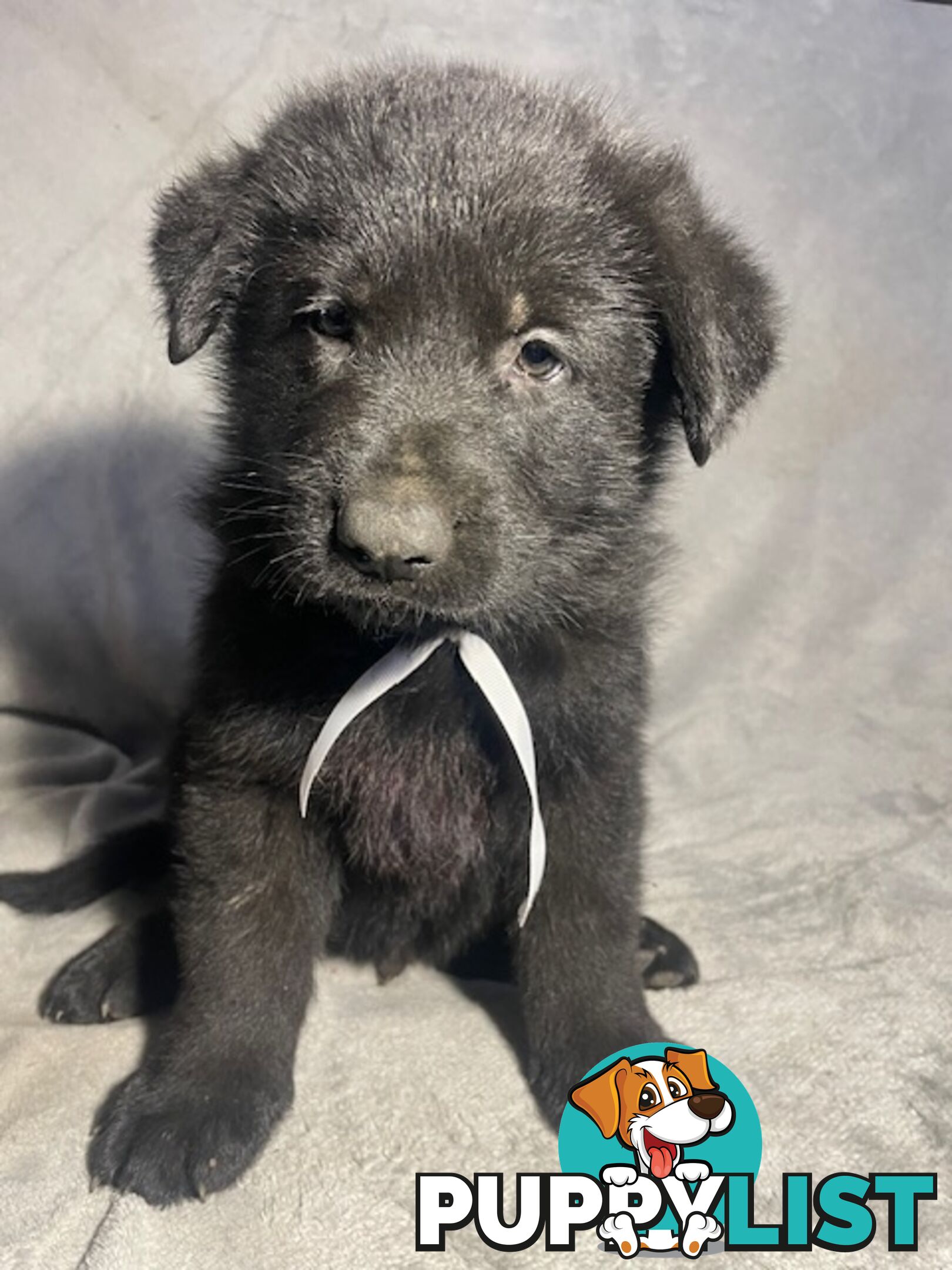 German Shepherd Puppies