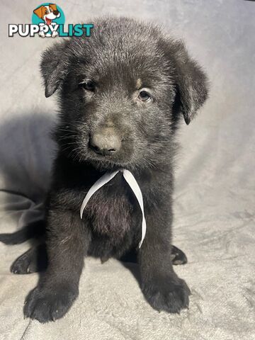 German Shepherd Puppies