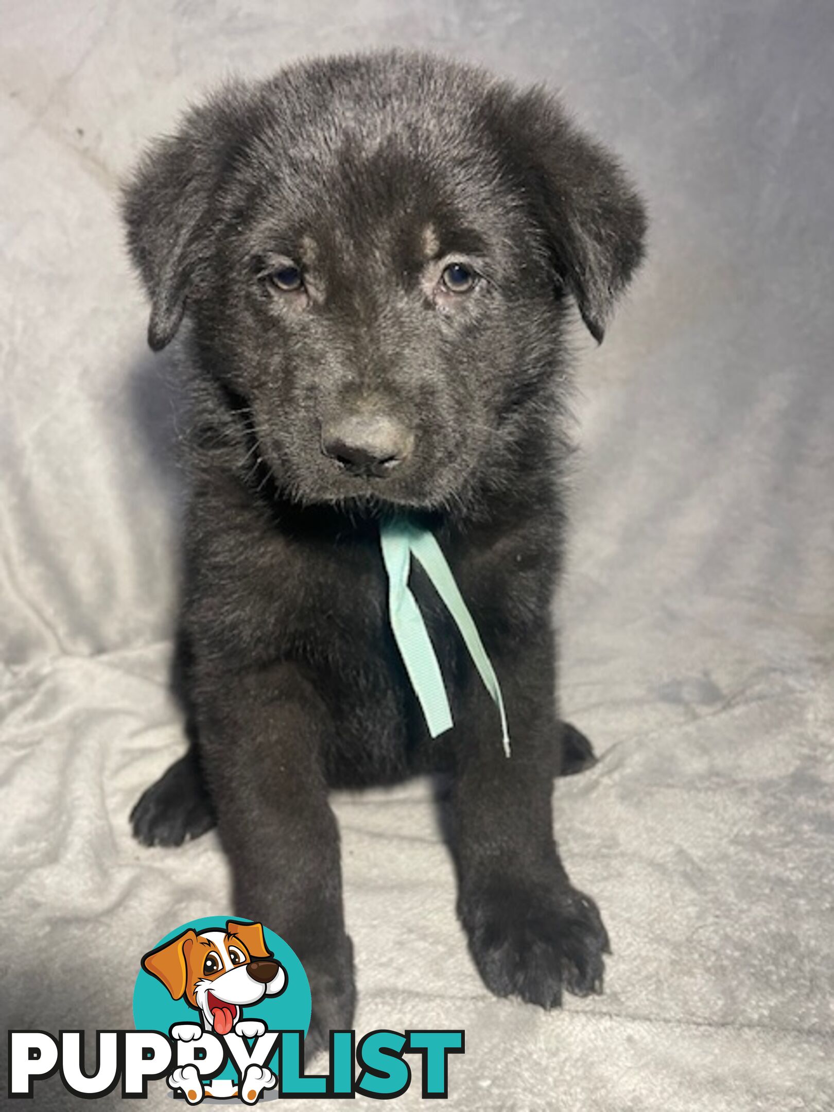 German Shepherd Puppies