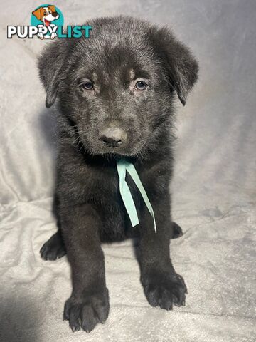 German Shepherd Puppies