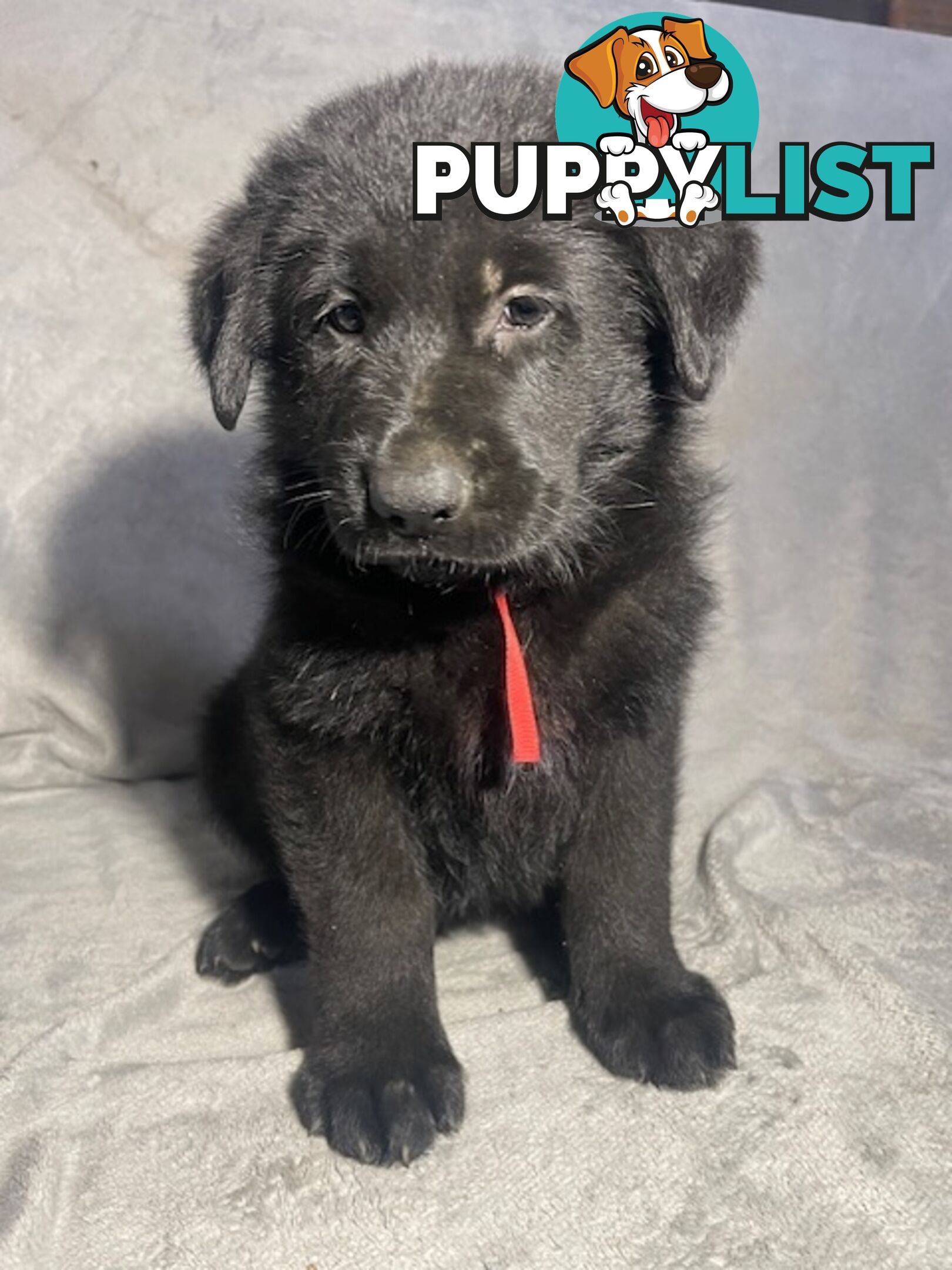 German Shepherd Puppies