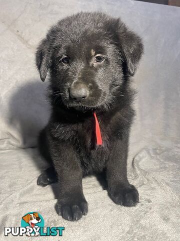 German Shepherd Puppies