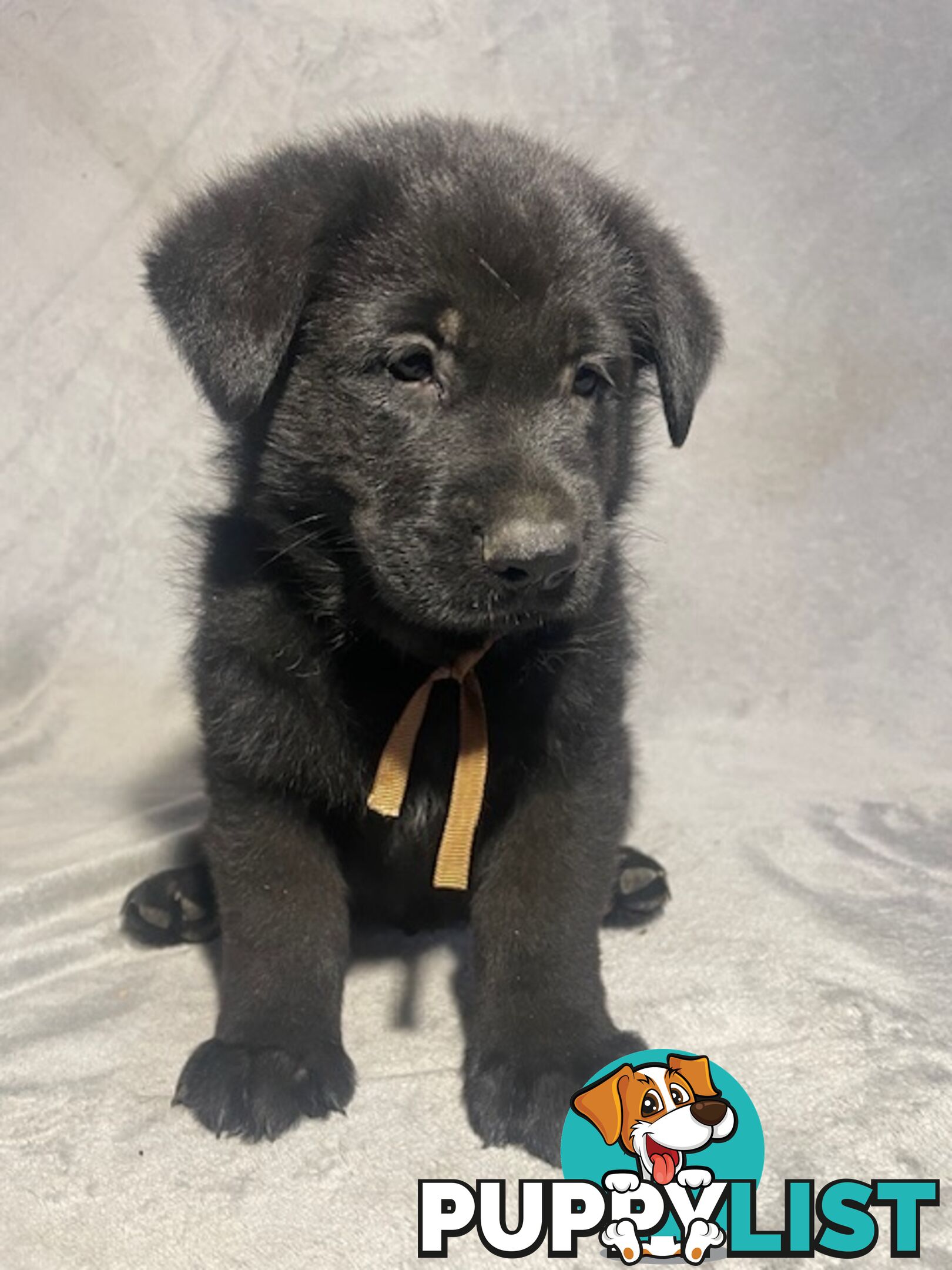 German Shepherd Puppies