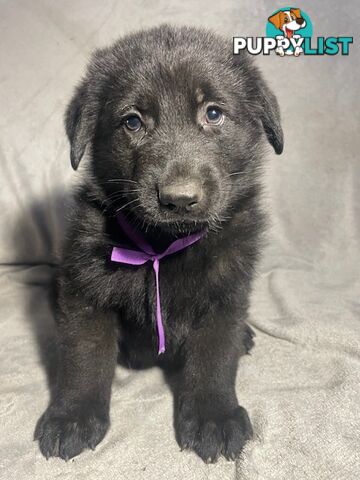 German Shepherd Puppies