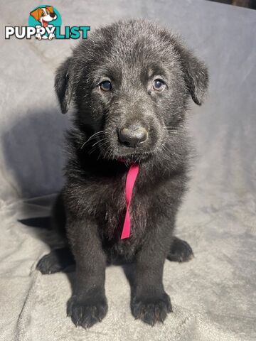 German Shepherd Puppies