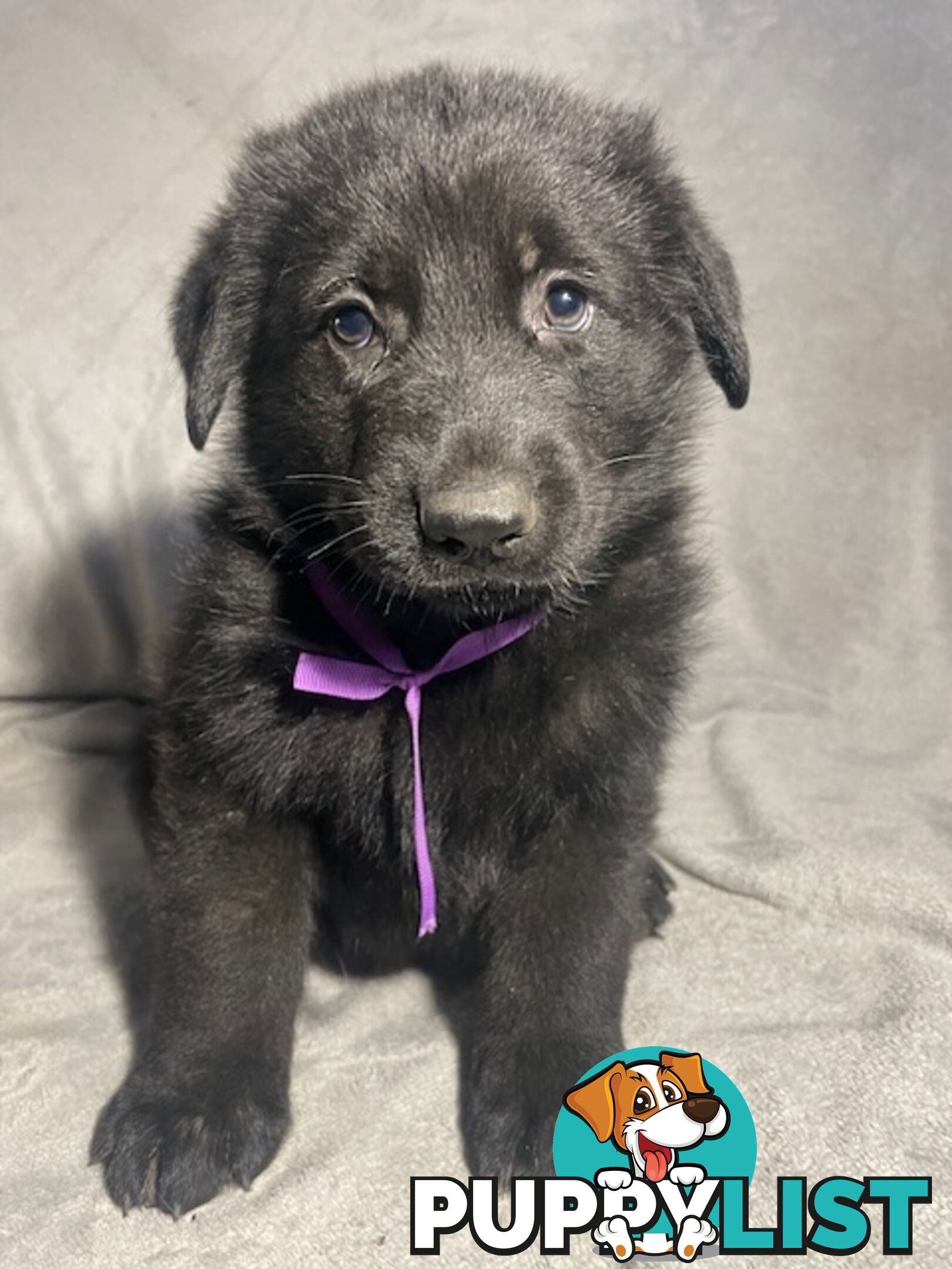 German Shepherd Puppies