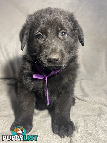 German Shepherd Puppies